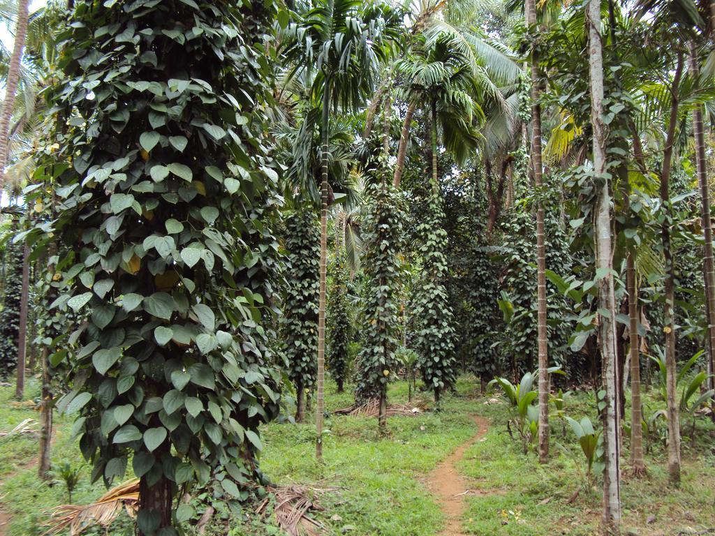 Dudhsagar Plantation Βίλα Cormonem Εξωτερικό φωτογραφία